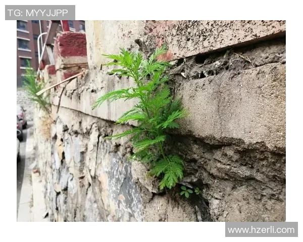 何思雨的成长之路：从逆境中绽放的坚韧与希望